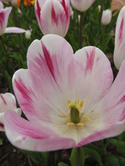 Obraz na płótnie Canvas Multi-colored garden tulips close-up