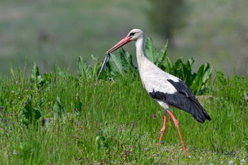 White stork eating a snake