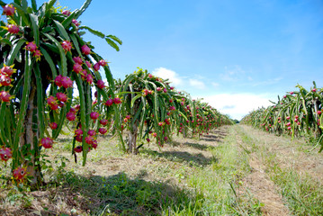 Dragon fruit, hylocereus, Dragon fruit from Thailand country