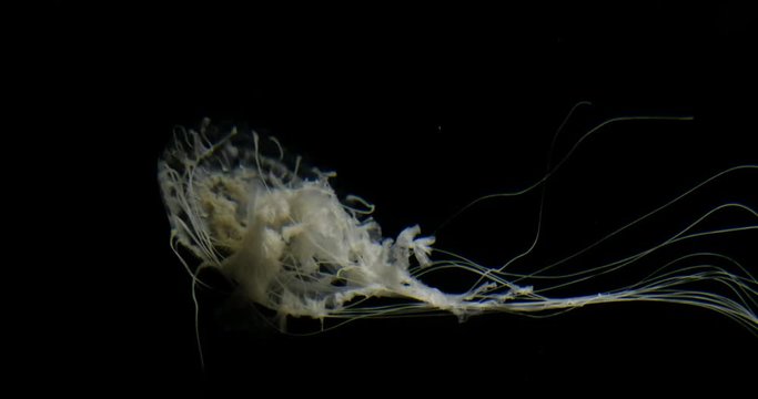 Atlantic sea nettle (Chrysaora quinquecirrha)