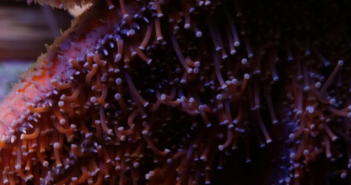 Pycnopodia helianthoides (Sunflower Seastar) 