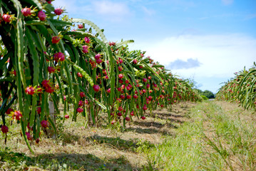 Dragon fruit, hylocereus, Dragon fruit from Thailand country