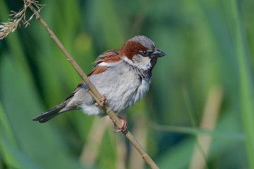House sparrow (Passer domesticus)