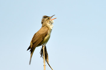 Great reed warbler on a reed stick