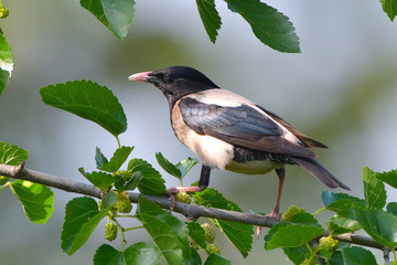 Rosy starling (pastor roseus)