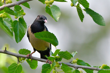 Rosy starling (pastor roseus)