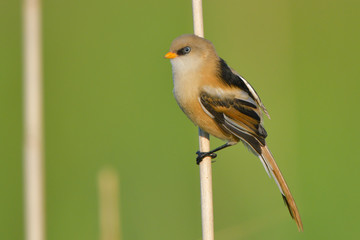 Bearded Reedling (Panurus biarmicus)
