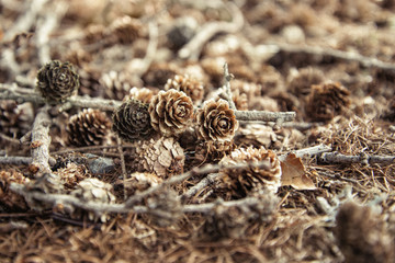 Cones fallen from the tree