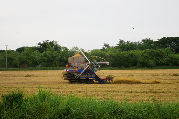 Fototapeta premium Pathum Thani,thailand-July 8 ,2018:Thai farmer drive harvesters give rice on field in thailand