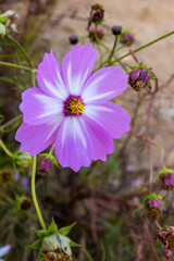 cosmos flower