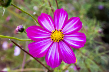 Obraz premium cosmos flower