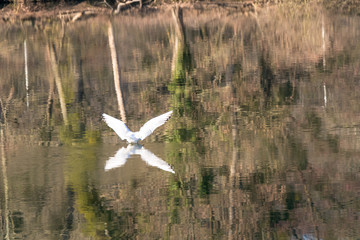 Beautiful Mouette or Seagull bird flying over the lake and effect in lake water.   