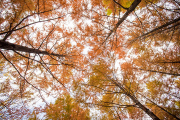 fall sky, maple tree, and sunset