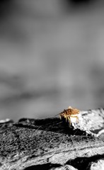 Bee in nature