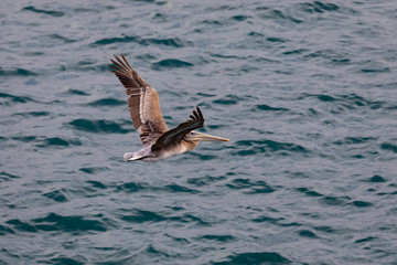 Brown Pelican Bird (Pelecanus occidentalis) in flight over the Pacific Ocean in La Jolla Beach, San Diego, California 