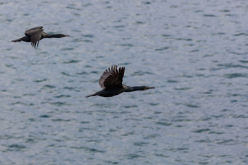 Cormorant Birds flying over the Pacific Ocean La Jolla Beach, San Diego, California