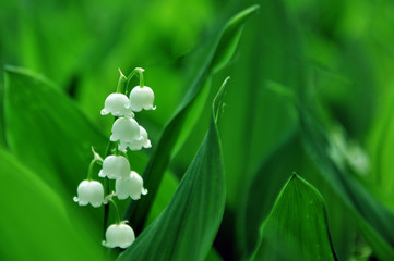 Obraz premium Lily of the valley flowers on a background of green leaves. background