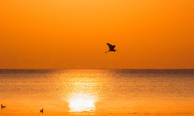 Silhouettes of heron and seagulls soaring above the sea on the background of the setting sun.