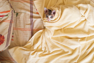 portrait of a bald cat canadian sphinx indoors wrapped in a blanket on the bed. pet with smooth...