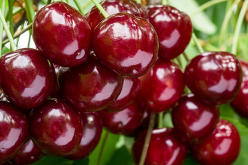Bunch of ripe red cherries on a branch. Selective focus.