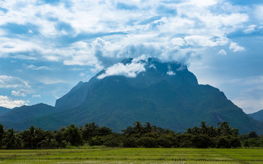 Naklejka premium Rice fields and Chiang Dao mountains in Chiang Mai Thailand