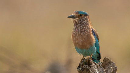 Indian Roller