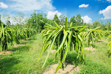 dragon fruit plants in garden