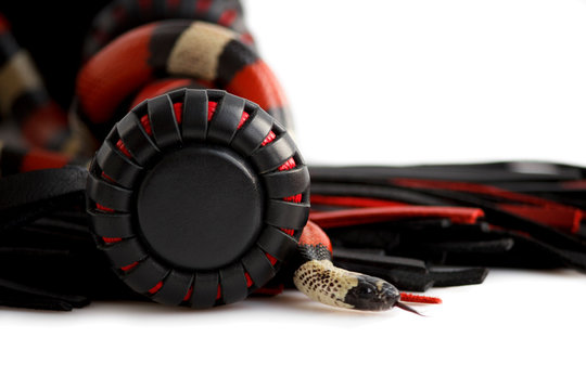 Red-black floger with a patterned handle and leather tails and young Scarlet kingsnake Lampropeltis elapsoides on white background.