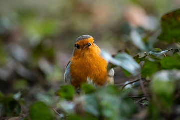 Robin in the undergrowth