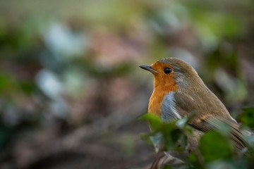 Robin in the undergrowth