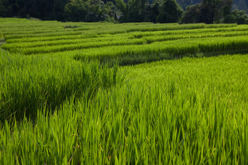 Green Rice Field with Mountains Background under Blue Sky,in Mae Klang Luang ,Chiang Mai, Thailand