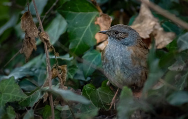 Dunnock in the undergrowth