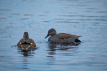 Ducks on a lake