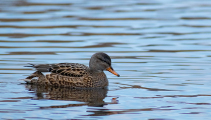 Duck on a lake
