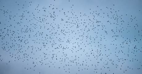 Starling murmuration