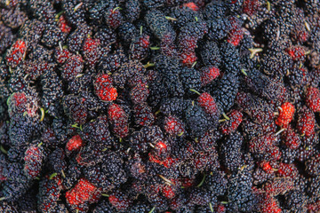 mulberry fruits or morus in a basket