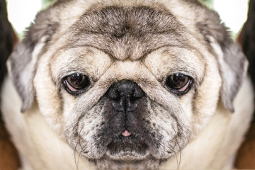 Close-up of a Pug dog's face. Fat dog with many wrinkles on his face. Dog with funny face. Background image for humor, overweight dog. Headshot photo.