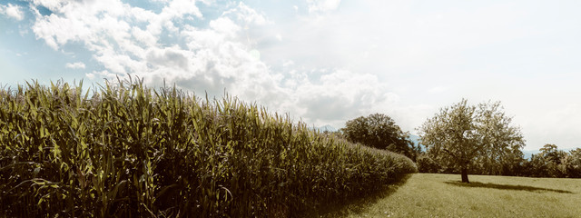Kornfeld mit Baum