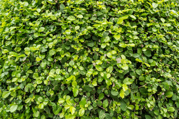 Texture of small green leaves wall background. Close up vertical garden.