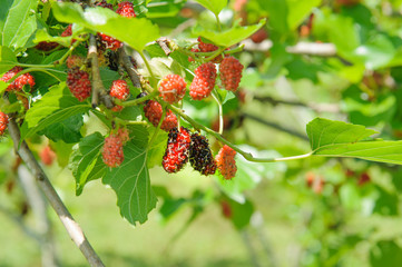 fresh mulberry or morus black ripe and red unripe mulberries on the branch of tree