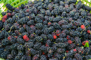 mulberry fruits or blackberries in a basket