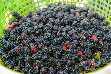 mulberry fruits or morus in a basket  in a basket