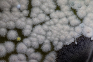 Colony characteristic of Actinomyces, Bacteria, yeast and Mold on selective media from soil samples for study in laboratory microbiology.