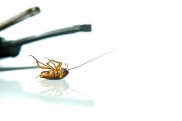 Dead Cockroach on white table with reflection.Contagion the disease, Animal,Plague,Healthy,Home concept of advertisement design.Cockroaches are carriers of contagion the disease.
