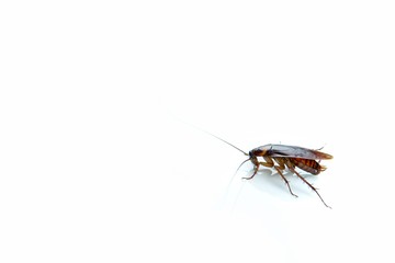 Cockroaches carry diseases to human. Isolated on the white background.Chemical treatment and protection against termite, cockroach, flea, agricultural pests.Pest control concept.