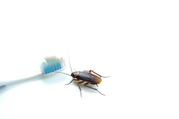 Cockroach on toothbrush and toothpaste isolated on white background.Contagion the disease,Plague,Healthy,Chemical treatment and protection against termite, flea, agricultural.Pest control concept.