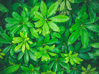 Close-up of fresh green leaves with rain drops on green leaves.