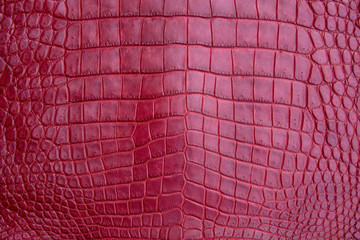 Close up of red burgundy Crocodile,Alligator belly skin texture use for wallpaper background.Luxury Design pattern for Business and Fashion.