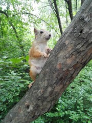 squirrel