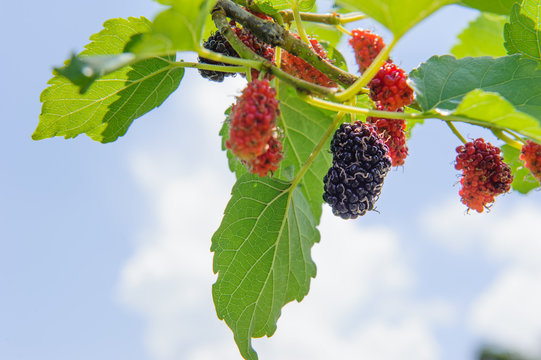 fresh mulberry, black ripe and red unripe mulberries on the branch of tree against blue sky